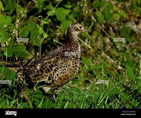 Juvenile Pheasant Hi Res Stock Photography And Images Alamy