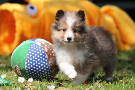 8 Facts About Shetland Sheepdogs Greenfield Puppies