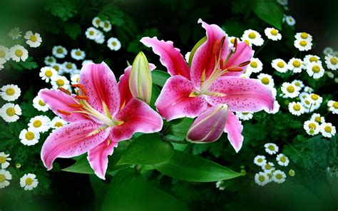 Nature Lily Hd Wallpaper