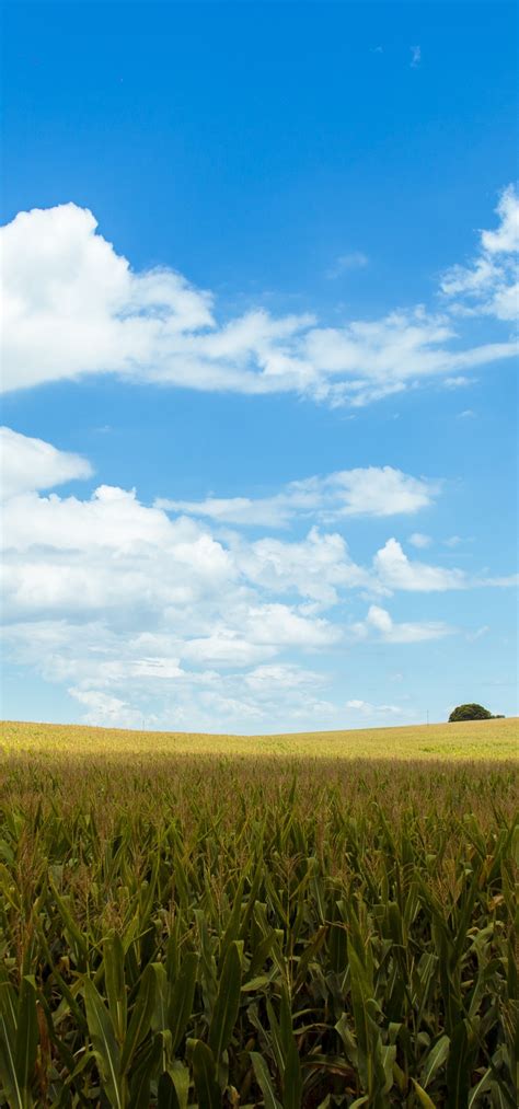 Download 1080x2310 Cropland Agriculture Field Clouds Sky Rural