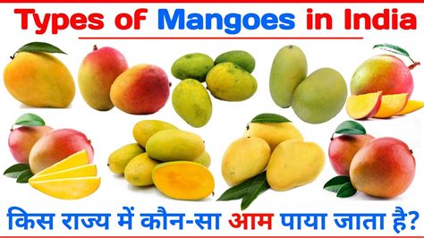 Types Of Mango Mango Name Varieties Of Mangoes Indian Mango Name Youtube