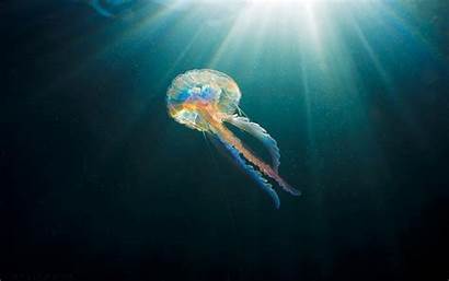 Underwater Jellyfish Sunlight Sea Animals Desktop Backgrounds