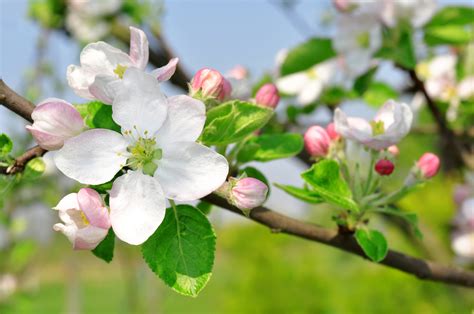 Apple Blossom Michigan State Flower Fragranced Beauty Floraqueen En