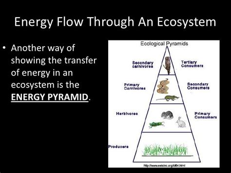 Energy Flow In An Ecosystem