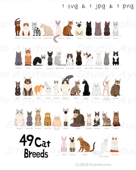 49 Breeds Of Cats Chart Svg  Png 1620 Etsy Uk