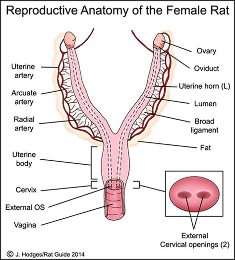 Reproductive Anatomy Female Rat Figure 3a Rat Guide