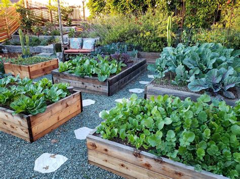 Raised Garden Beds Vs In Ground Beds Pros And Cons Homestead And Chill