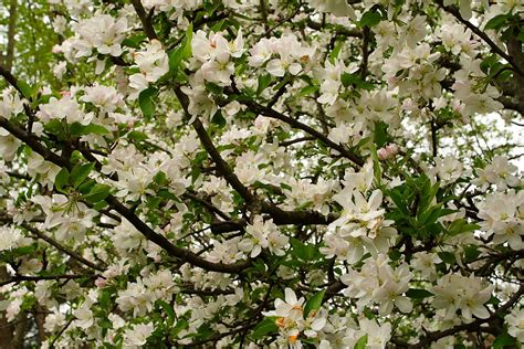 On may 1st, couples in love kiss under a blooming tree. File:Apple-bloom-flowers-everywhere - West Virginia ...