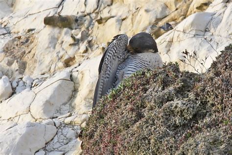 Peregrine Falcon Photo Special Everything Is Permuted