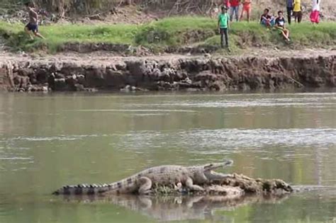 Maybe you would like to learn more about one of these? Lokasi Buaya Rencananya Jadi Kawasan Ekosistem Esensial ...