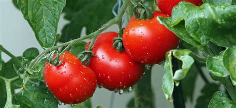 How To Plant Tomatoes 7 Common Mistakes When Growing Tomatoes In Pots