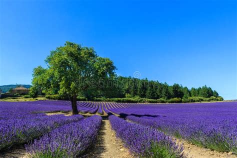 Sunset In A Beautiful Lavender Field With Tree And Forest In The