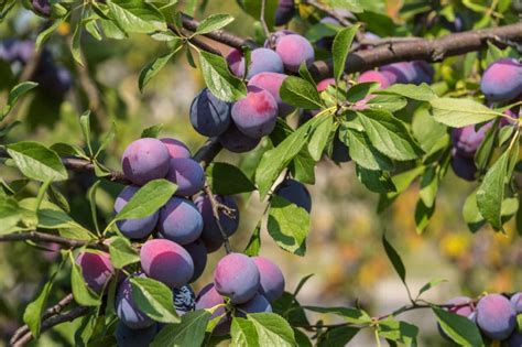 Plum Tree Care Top Tips