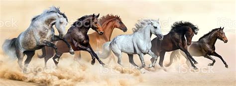 Horse Herd Run Gallop In Desert Wild Horses Running Horses Horse