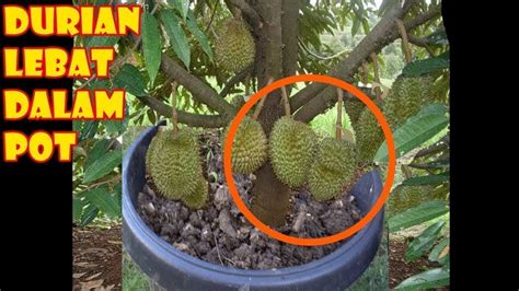 Tips Sukses Menanam Durian Dalam Pot Agar Cepat Berbuah Dan Lebat Youtube