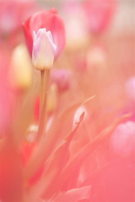 Wallpaper Day Flower Spring Pink Tulip Plant For Hd 4k