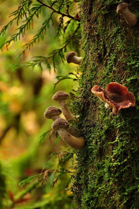 Mushrooms On A Tree Stuffed Mushrooms Fungi Magical Mushrooms