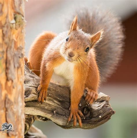 Cute Squirrel Eekhoorn Eekhoorn