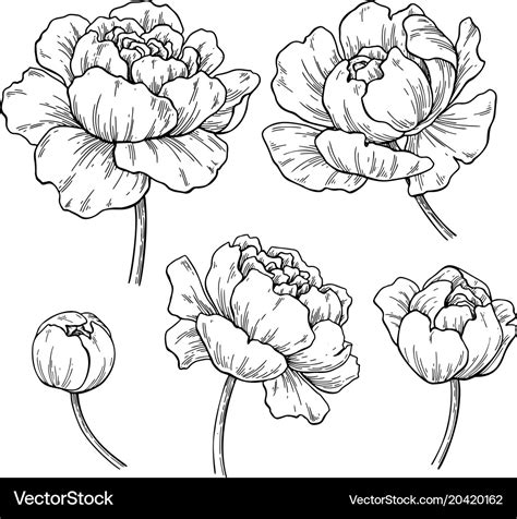 Peony Botanical Drawing Hand Drawn Royalty Free Vector Image
