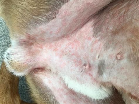 What Can I Put On A Dogs Rash