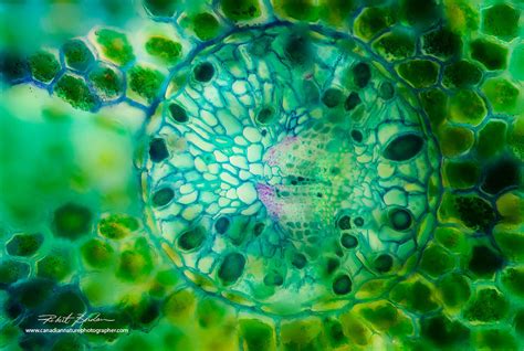 Microscopic Images Of Plants
