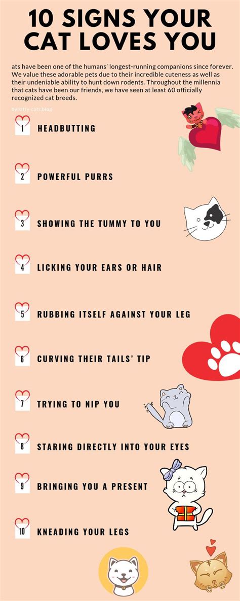 How To See If Your Cat Loves You Qerwu