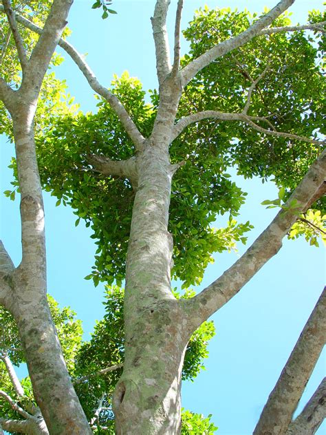Treetop Branches Free Stock Photo Public Domain Pictures