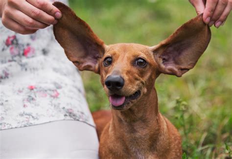 8 Fun Facts About Your Dogs Ears