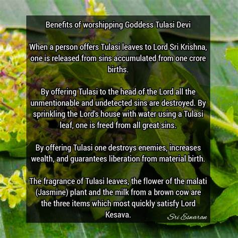 Benefits Of Worshipping Goddess Tulasi Devi When A Person Offers Tulasi