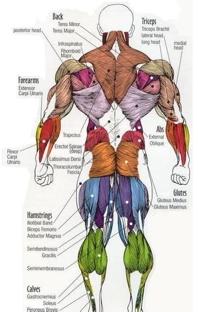 Areas Of The Back Surface Anatomy Of The Back And Vertebral Levels Of