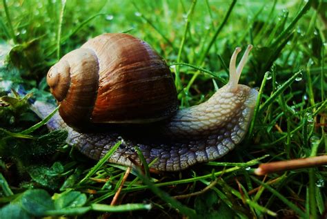 Brown Snail On Green Grass At Daytime · Free Stock Photo