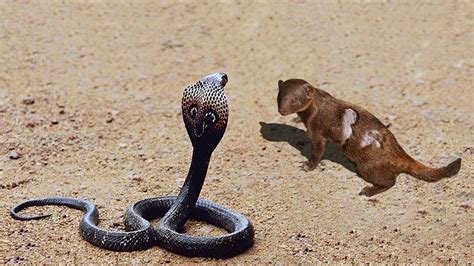 Heroic Mongoose Saves Comrades From Venomous Snake Attackhongvien Tr