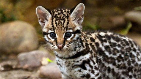 Kitten Cuteness Dallas Zoos Baby Ocelot Explores Habitat Youtube