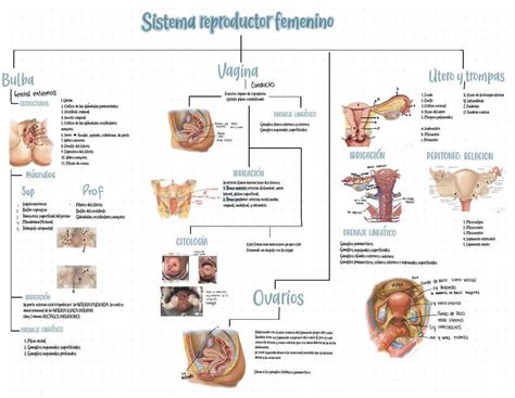 Anatomía Del Sistema Reproductor Femenino Udocz