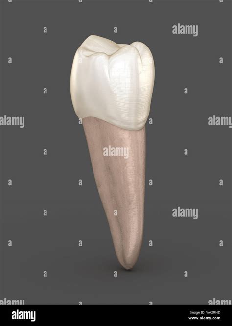 Dental Anatomy Mandibular Second Premolar Tooth Medically Accurate