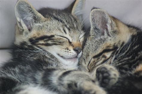 Cuddly Kittens Photograph By Joyce Rose Fine Art America