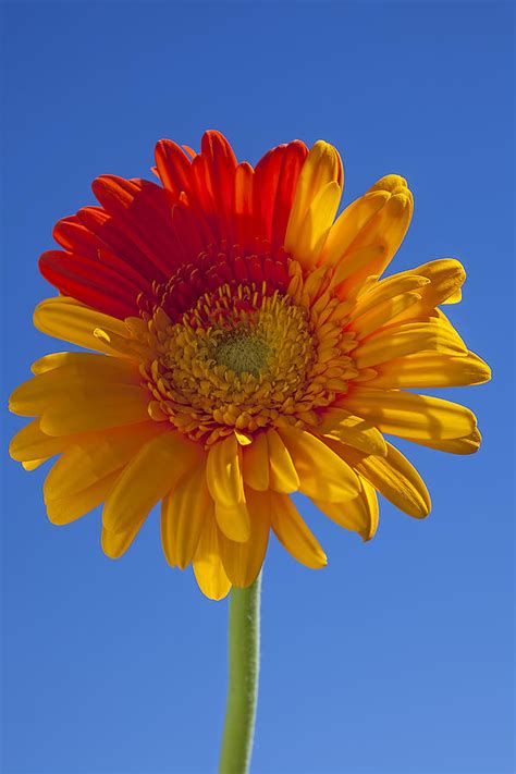 Two Tone Gerbera Daisy Photograph By Garry Gay Pixels