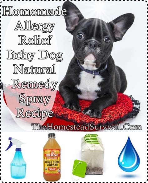 Homemade Allergy Relief Itchy Dog Natural Remedy Spray The Homestead