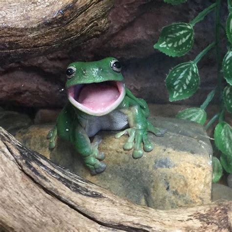 The Cutest Frog Ever See This Instagram Photo By Tarongazoo • 1232