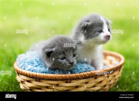 Two Gray And White Kittens In A Basket Stock Photo Alamy
