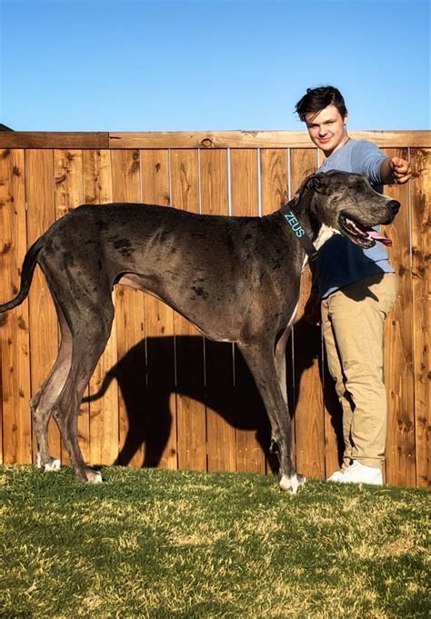 Great Dane Named Zeus Is The Worlds Tallest Dog Twitter