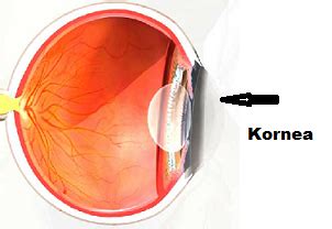 Mata terdiri atas banyak bangian. Fungsi Kornea Mata
