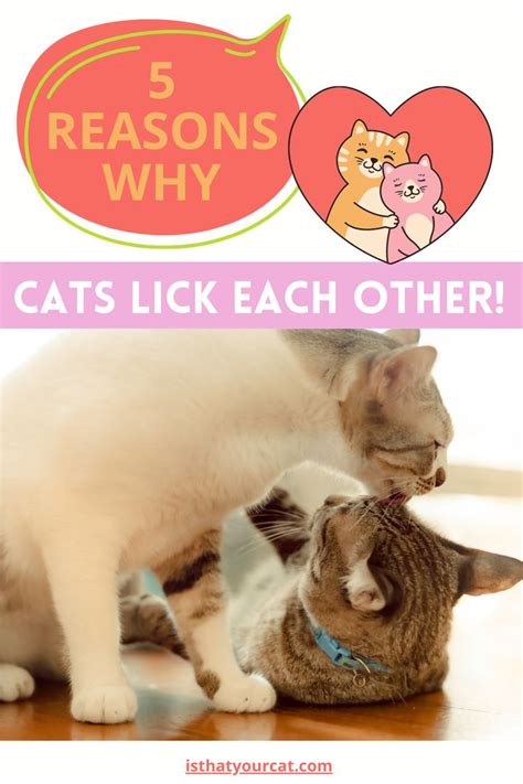 Why Do Cats Lick Each Other Reasons Why Cat Grooming Cats Cat Facts