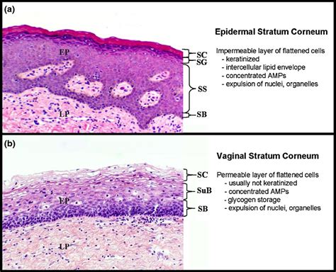 The Structure Of The Human Vaginal Stratum Corneum And Its Role In