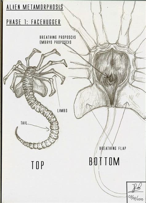 Alien Facehugger The Second Stage Of The Xenomorph Life Cycle After The Egg A Spider Like