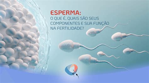 esperma o que é quais são seus componentes e sua função na fertilidade dr augusto bussab