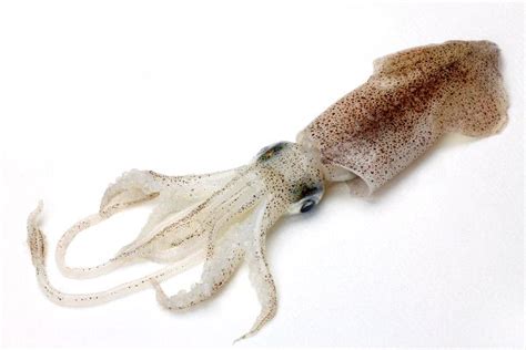 Common Squid - Squid Facts and Information