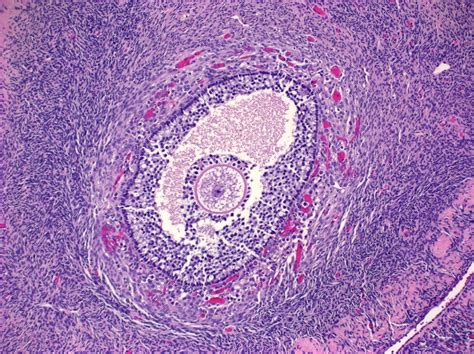 Pathology Outlines Anatomy Histology Nbkomputer