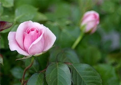 Guide To Hybrid Tea Roses Jacksons Online Garden Centre