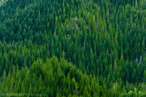 A Douglas Fir Forest Grows Homogeneously On A Mountainside Edbookphoto